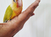 Gorgeous baby conure with new cage