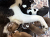Epic Purebred Siberian Huskies - Ready Dec 16th