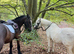 12.2h 4yr old super cob