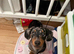 Beautiful 8 months old mini Daschund needs a home asap