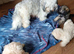 Little Cuties Shihchon Puppies