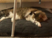 Loving male cat collection only
