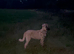 Kangal pup's