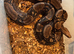 Common boa