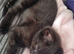 4 male kittens
