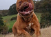 muscle mastiff puppies