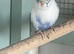 Young budgies