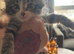 For sale a adorable little boy kitten