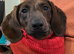 KC Registered mini smooth dachshund red brindle