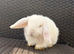 Pure bred Mini lops