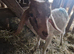 Just 2 lovely wethers for sale