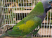 Lord Derbyan Parrot