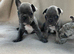 French bulldog puppys