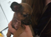Chihuahua x puppies