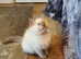 Beautiful GCCF Blue Point Ragdoll Kitten.
