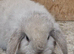 Pure  mini lops ready to leave 6th june
