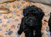 Toy poodle puppies KC reg 2 black pippies
