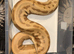 blood python pair