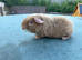 Pure Teddy boar