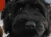 Beautiful black cockapoo puppy for sale 6month old