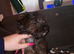 Girl shorkie