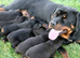 Gorgeous litter of pups to good homes