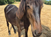 Friesian x tb yearling