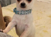 Miniature chihuahuas