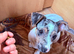 Jack russell X dachshund last puppy looking for forever home