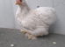 6 young bantam chickens