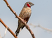 2 male star finches and 1 male cutthroat