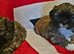 Lhasa apso/shih tzu