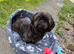 Male shih tzu