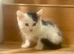 Kittens