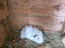 Male guinea pigs