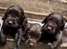 Cocker spaniel puppies