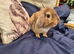 Male lion lop