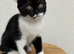 Rehome 4 kittens