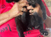 black kitten for good home