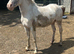 Lovely appy x Welsh gelding
