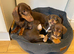 Gorgeous Chocolate Chiweenie Puppies - Ready Now