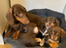Gorgeous Chocolate Chiweenie Puppies - Ready Now