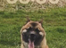 Bear headed American Akita