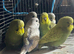Young Budgies