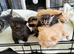 Pedigree Persian exotic x domestic short haired kittens