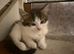 Two kittens