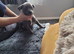 Last puppy