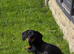 KC registered Chocolate and tan 1 year old miniature dachshund
