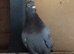 PIGEONS FOR SALE