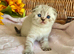 BEAUTIFUL SCOTTISH/BSH (READY 17TH JULY)